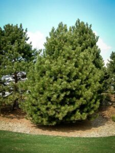 Сосна Чёрная (Pinus Nigra) купить по цене от 270.00р. в интернет-магазине «Посадика» с доставкой почтой в в Красноперекопске и по всей России – [изображение №1].