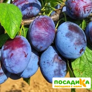 Слива Чачакская ранняя купить по цене от 229.00р. в интернет-магазине «Посадика» с доставкой почтой в в Красноперекопске и по всей России – [изображение №1].