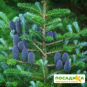 Пихта корейская (Abies koreana) купить по цене от 450.00р. в интернет-магазине «Посадика» с доставкой почтой в в Красноперекопске и по всей России – [изображение №1].