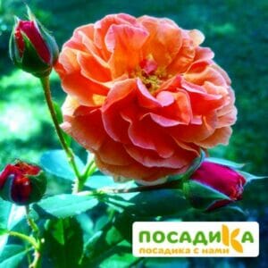 Роза Арабия купить по цене от 350.00р. в интернет-магазине «Посадика» с доставкой почтой в в Красноперекопске и по всей России – [изображение №1].