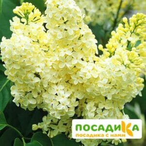 Сирень Примроуз (Primrose) купить по цене от 529.00р. в интернет-магазине «Посадика» с доставкой почтой в в Красноперекопске и по всей России – [изображение №1].