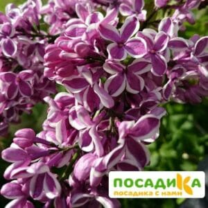 Сирень Сенсация купить по цене от 529.00р. в интернет-магазине «Посадика» с доставкой почтой в в Красноперекопске и по всей России – [изображение №1].