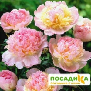 Пион Распберри Сандей (Paeonia Raspberry Sundae) купить по цене от 959р. в интернет-магазине «Посадика» с доставкой почтой в в Красноперекопске и по всей России – [изображение №1].