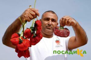 Клубника Гигант Джорнея купить по цене от 266р. в интернет-магазине «Посадика» с доставкой почтой в в Красноперекопске и по всей России – [изображение №1].