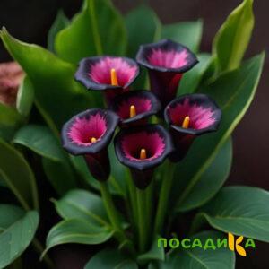 Калла Аура Лейс купить по цене от 400р. в интернет-магазине «Посадика» с доставкой почтой в в Красноперекопске и по всей России – [изображение №1].