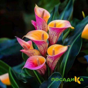 Калла Оникс купить по цене от 450р. в интернет-магазине «Посадика» с доставкой почтой в в Красноперекопске и по всей России – [изображение №1].
