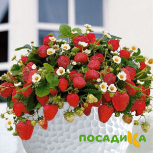 Клубника Рубиновый Шепот (горшечная) купить по цене от 240р. в интернет-магазине «Посадика» с доставкой почтой в в Красноперекопске и по всей России – [изображение №1].