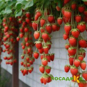 Клубника вьющаяся Комплимент купить по цене от 470р. в интернет-магазине «Посадика» с доставкой почтой в в Красноперекопске и по всей России – [изображение №1].