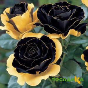 Роза Ханни Сикл купить по цене от 700р. в интернет-магазине «Посадика» с доставкой почтой в в Красноперекопске и по всей России – [изображение №1].