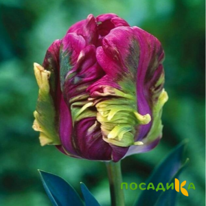 Тюльпан Экзотик Хэвен купить по цене от 186р. в интернет-магазине «Посадика» с доставкой почтой в в Красноперекопске и по всей России – [изображение №1].