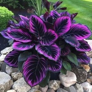 Хоста Люминоза купить по цене от 450р. в интернет-магазине «Посадика» с доставкой почтой в в Красноперекопске и по всей России – [изображение №1].