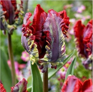 Тюльпан Рококо купить по цене от 350р. в интернет-магазине «Посадика» с доставкой почтой в в Красноперекопске и по всей России – [изображение №1].