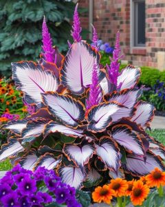 Хоста Кримэн Дрим купить по цене от 549р. в интернет-магазине «Посадика» с доставкой почтой в в Красноперекопске и по всей России – [изображение №1].