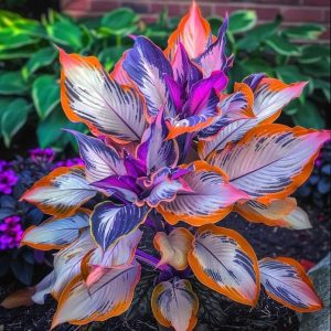 Хоста Эмеральд Тиара купить по цене от 602р. в интернет-магазине «Посадика» с доставкой почтой в в Красноперекопске и по всей России – [изображение №1].