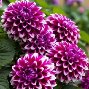 Георгин Кристал Корт купить по цене от 602р. в интернет-магазине «Посадика» с доставкой почтой в в Красноперекопске и по всей России – [изображение №1].