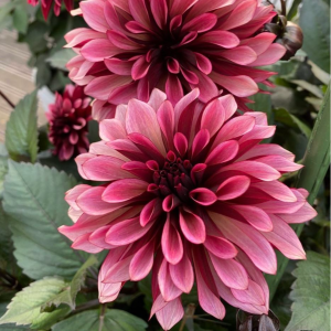 Георгин Перли Сансет купить по цене от 309р. в интернет-магазине «Посадика» с доставкой почтой в в Красноперекопске и по всей России – [изображение №1].