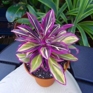 Хоста Сильвер Стик купить по цене от 650р. в интернет-магазине «Посадика» с доставкой почтой в в Красноперекопске и по всей России – [изображение №1].