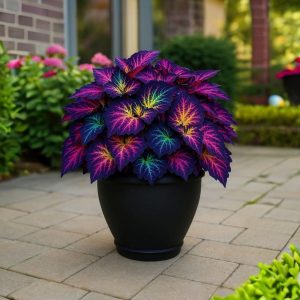 Хоста Фрости Блю купить по цене от 389р. в интернет-магазине «Посадика» с доставкой почтой в в Красноперекопске и по всей России – [изображение №1].