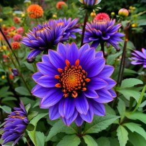 Георгин Лазурит купить по цене от 799р. в интернет-магазине «Посадика» с доставкой почтой в в Красноперекопске и по всей России – [изображение №1].