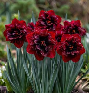 Нарцисс Сапфировый Бриз купить по цене от 3000р. в интернет-магазине «Посадика» с доставкой почтой в в Красноперекопске и по всей России – [изображение №1].