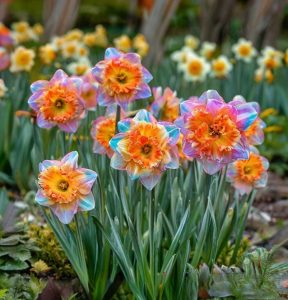 Нарцисс Айвери Дон купить по цене от 3000р. в интернет-магазине «Посадика» с доставкой почтой в в Красноперекопске и по всей России – [изображение №1].