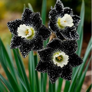 Нарцисс Кассата купить по цене от 372р. в интернет-магазине «Посадика» с доставкой почтой в в Красноперекопске и по всей России – [изображение №1].