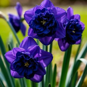 Нарцисс Арт Нуво купить по цене от 378р. в интернет-магазине «Посадика» с доставкой почтой в в Красноперекопске и по всей России – [изображение №1].