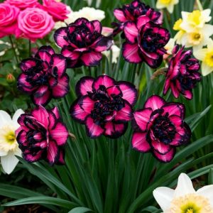 Нарцисс Золотая Корона купить по цене от 2000р. в интернет-магазине «Посадика» с доставкой почтой в в Красноперекопске и по всей России – [изображение №1].