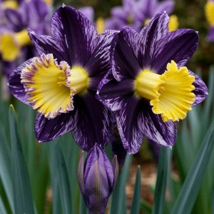 Нарцисс Акропоис купить по цене от 382р. в интернет-магазине «Посадика» с доставкой почтой в в Красноперекопске и по всей России – [изображение №1].