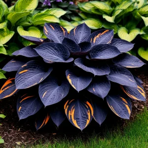 Хоста Умбра купить по цене от 349р. в интернет-магазине «Посадика» с доставкой почтой в в Красноперекопске и по всей России – [изображение №1].