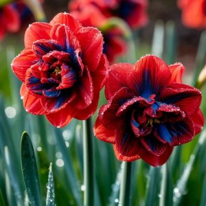 Нарцисс Эрличе купить по цене от 386р. в интернет-магазине «Посадика» с доставкой почтой в в Красноперекопске и по всей России – [изображение №1].