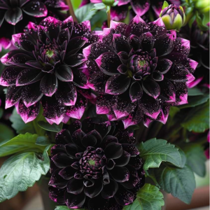 Георгин Лаванда Лейс купить по цене от 679р. в интернет-магазине «Посадика» с доставкой почтой в в Красноперекопске и по всей России – [изображение №1].