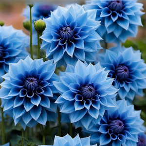 Георгин Вижапе купить по цене от 699р. в интернет-магазине «Посадика» с доставкой почтой в в Красноперекопске и по всей России – [изображение №1].