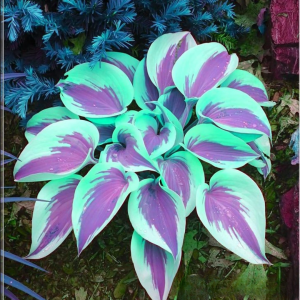 Хоста Висперин Бьюти купить по цене от 379р. в интернет-магазине «Посадика» с доставкой почтой в в Красноперекопске и по всей России – [изображение №1].