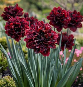 Нарцисс Малиновая Вуаль купить по цене от 3000р. в интернет-магазине «Посадика» с доставкой почтой в в Красноперекопске и по всей России – [изображение №1].