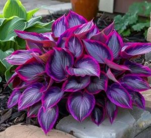 Хоста Сикрет Гарденс купить по цене от 549р. в интернет-магазине «Посадика» с доставкой почтой в в Красноперекопске и по всей России – [изображение №1].