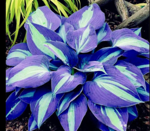 Хоста Аурелия купить по цене от 450р. в интернет-магазине «Посадика» с доставкой почтой в в Красноперекопске и по всей России – [изображение №1].