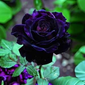 Роза Блэк Пантер купить по цене от 319р. в интернет-магазине «Посадика» с доставкой почтой в в Красноперекопске и по всей России – [изображение №1].