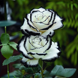 Роза Силк Ивин купить по цене от 319р. в интернет-магазине «Посадика» с доставкой почтой в в Красноперекопске и по всей России – [изображение №1].