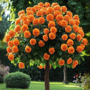 Роза Солнечный Шарм купить по цене от 349р. в интернет-магазине «Посадика» с доставкой почтой в в Красноперекопске и по всей России – [изображение №1].