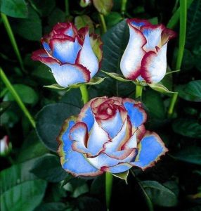 Роза Сафайер Пэтл купить по цене от 450р. в интернет-магазине «Посадика» с доставкой почтой в в Красноперекопске и по всей России – [изображение №1].